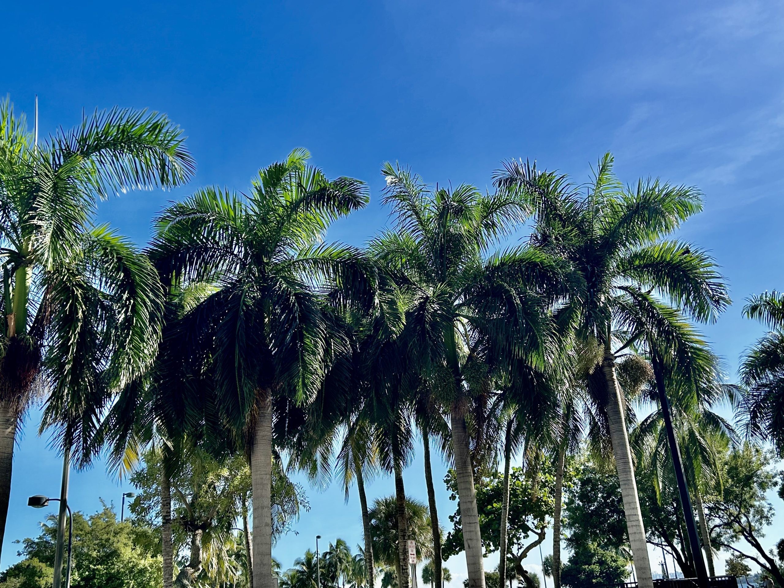 Royal palm trees against a bright blue sky