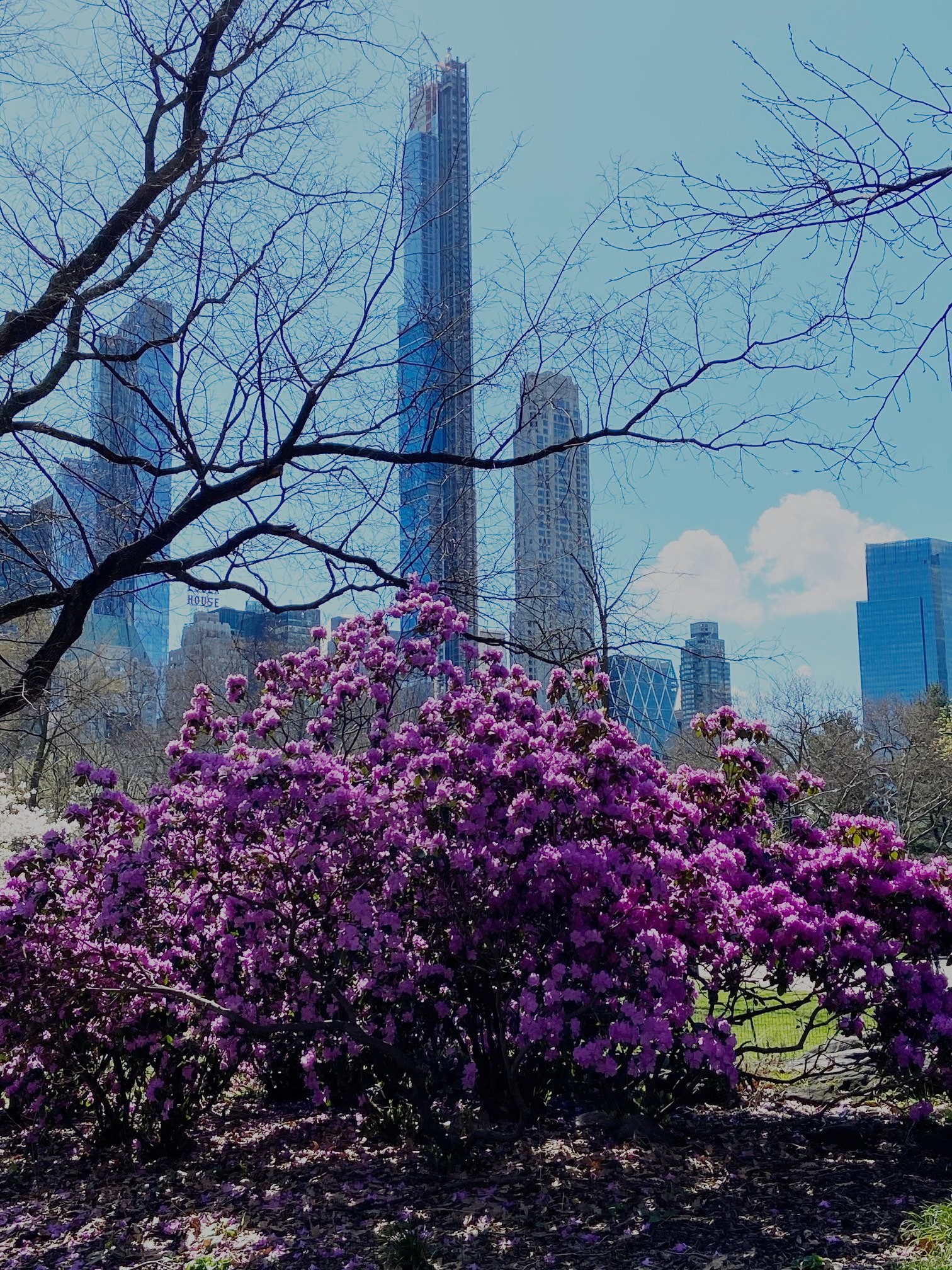 Azaleas in bloom in Central Park with Manhattan towers behind